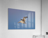 Baja Brown Pelicans- 3 Acrylic Print