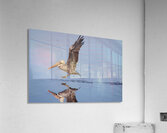 Baja Brown Pelicans - 2 Acrylic Print