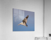 Baja Brown Pelicans -1 Acrylic Print