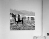 Outstanding in her field Acrylic Print