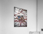 Winter Quail Acrylic Print