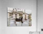 American Coot Acrylic Print