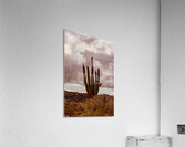 Sunlit Saguaro Acrylic Print