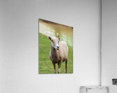 Bighorn Sheep - Nevada 1 Acrylic Print