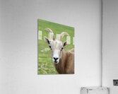 Bighorn Sheep - Nevada 2 Acrylic Print