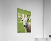 Bighorn Sheep - Heart nose ???? Acrylic Print