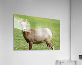 Bighorn Sheep - Nevada 3 Acrylic Print