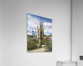 Old Man Saguaro Acrylic Print