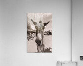 Oatman Donkey - Sepia tone Acrylic Print