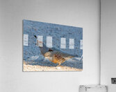 Quail Couple Acrylic Print