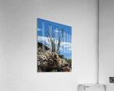 Quartz & Ocotillo    Acrylic Print