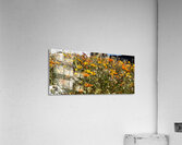 Happy little wildflowers Acrylic Print