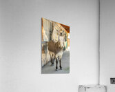 Oliver with “winter chops” Acrylic Print