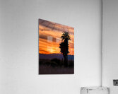 Topock Marsh Sunset Acrylic Print