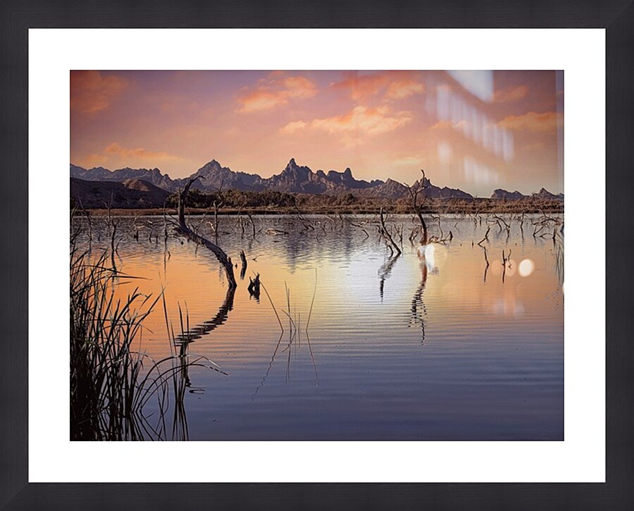 Catfish Paradise  Picture Frame print