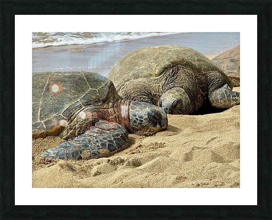 Turtle Couple Picture Frame print