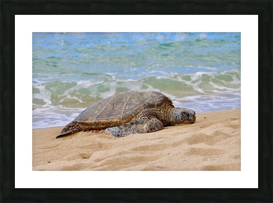 Maui Sea Turtle 1 Picture Frame print