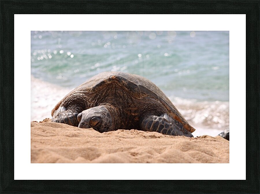Maui Sea Turtle 2 Picture Frame print