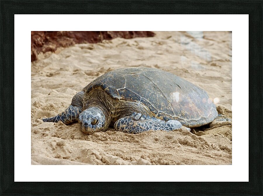 Maui Sea Turtle 3 Picture Frame print