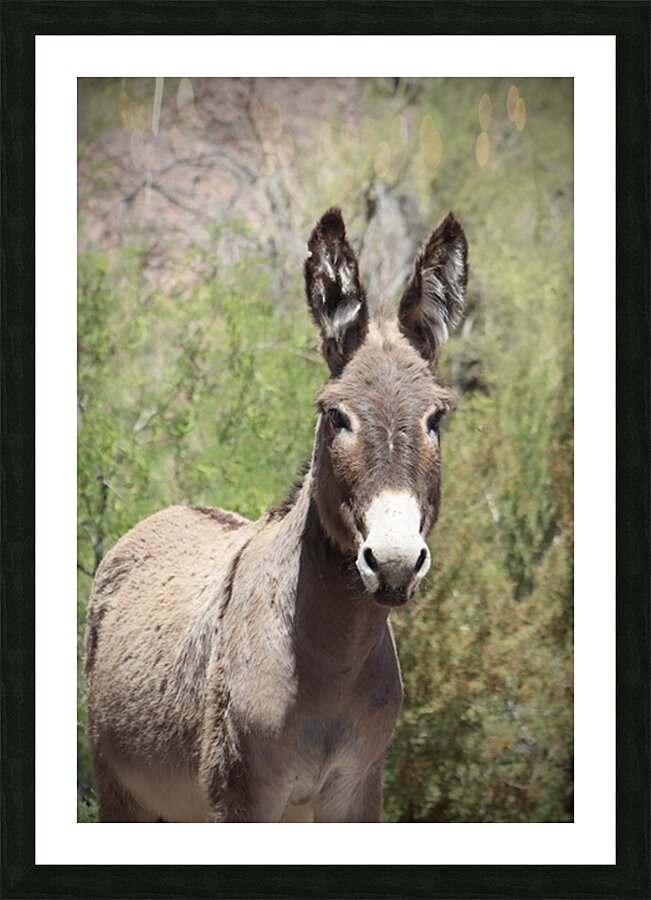 Wild donkey Parker Dam Arizona Picture Frame print