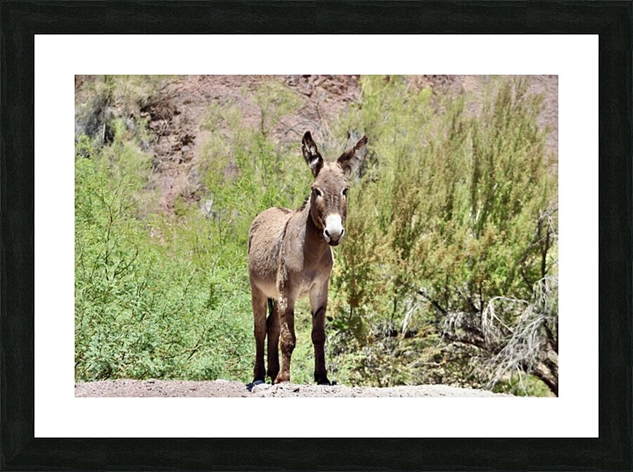 Wild Donkey Parker Arizona Picture Frame print