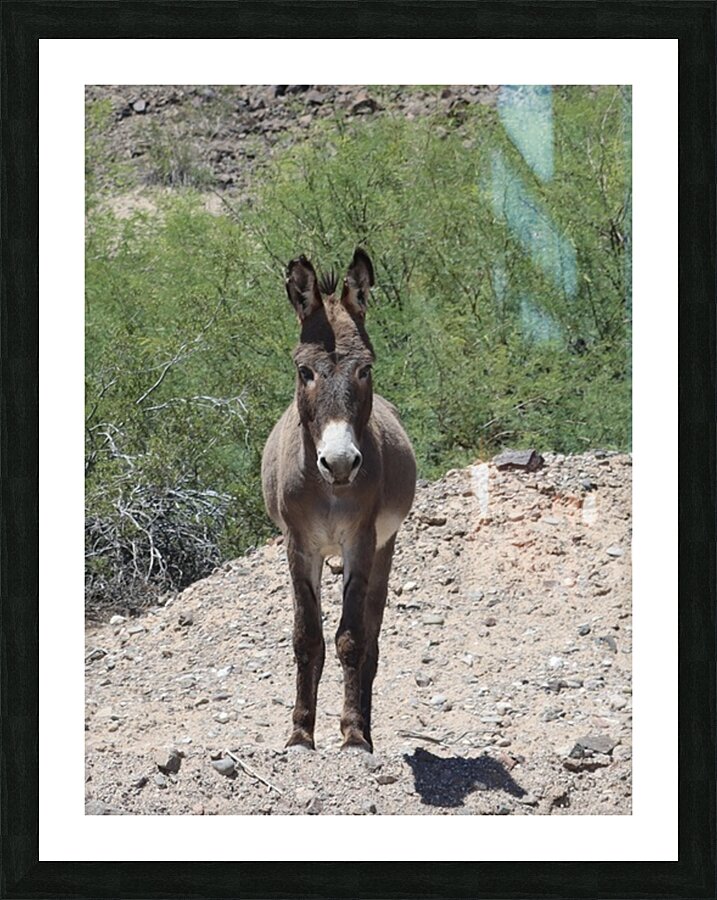 Wild donkey stand off Picture Frame print