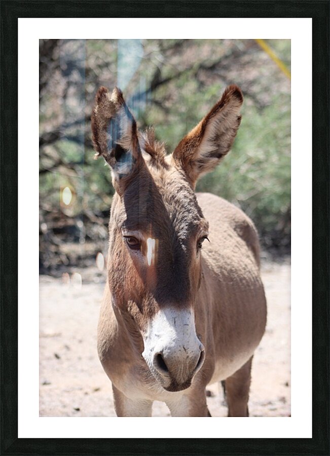 Split ear donkey Picture Frame print