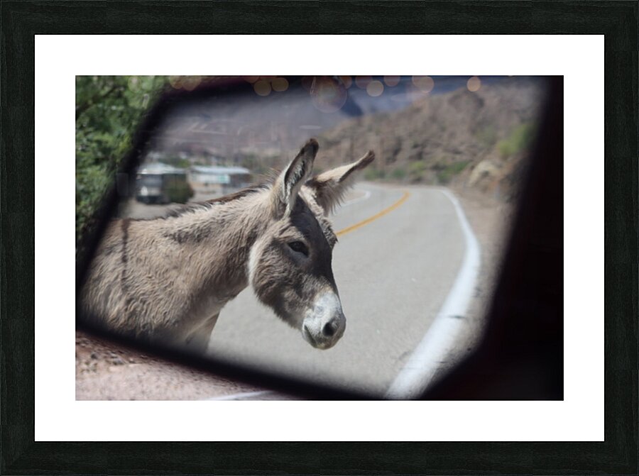 Donkeys in your mirror are closer than they appear Picture Frame print