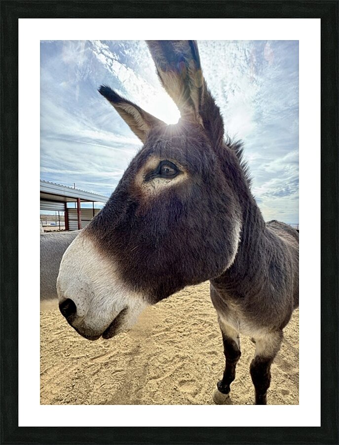 Ragnar Picture Frame print