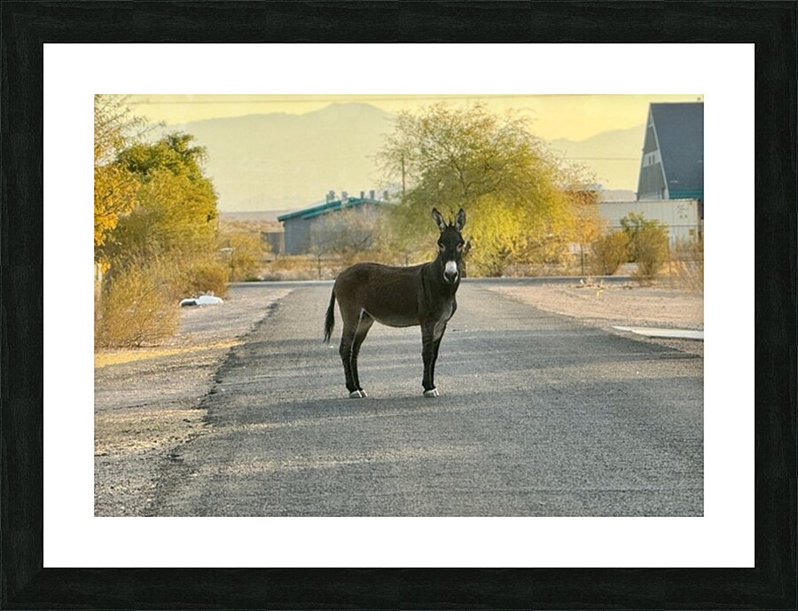 Donkey on my street Picture Frame print