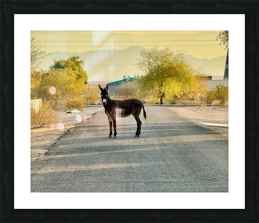Topock Donkey Picture Frame print