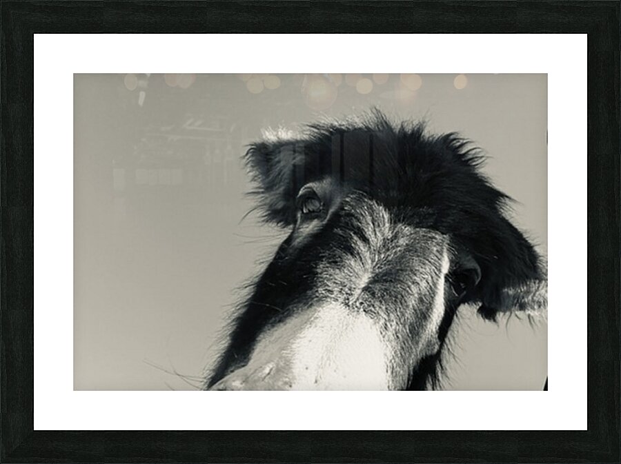 A burro named Stormy Picture Frame print