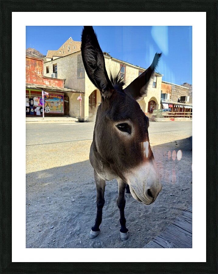 Oatman resident Picture Frame print