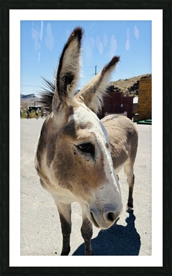 Oliver the Sheriff of Oatman -1 Picture Frame print