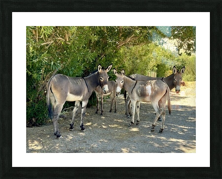 Lake Mohave Donkeys Picture Frame print