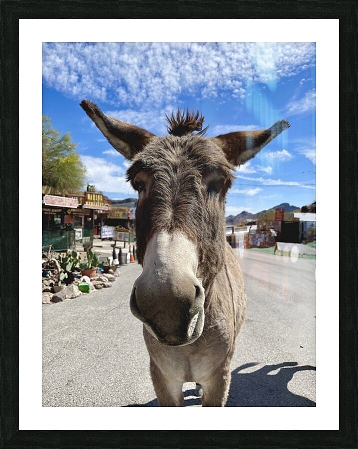 Oatman Donkey Picture Frame print
