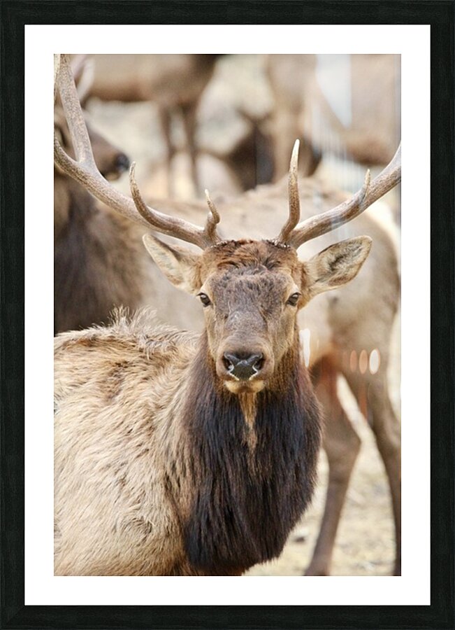 4A215C09 7526 4716 BD66 3AC285F47268 1 105 c Picture Frame print