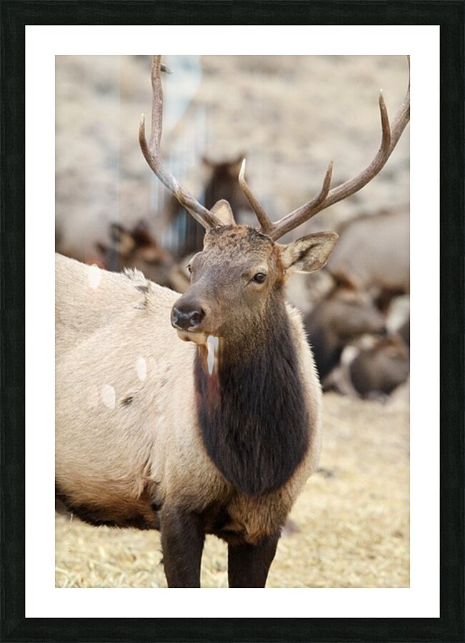 F3A5ABA5 DED2 4A0F 9CA3 F81AD213DC14 1 105 c Picture Frame print