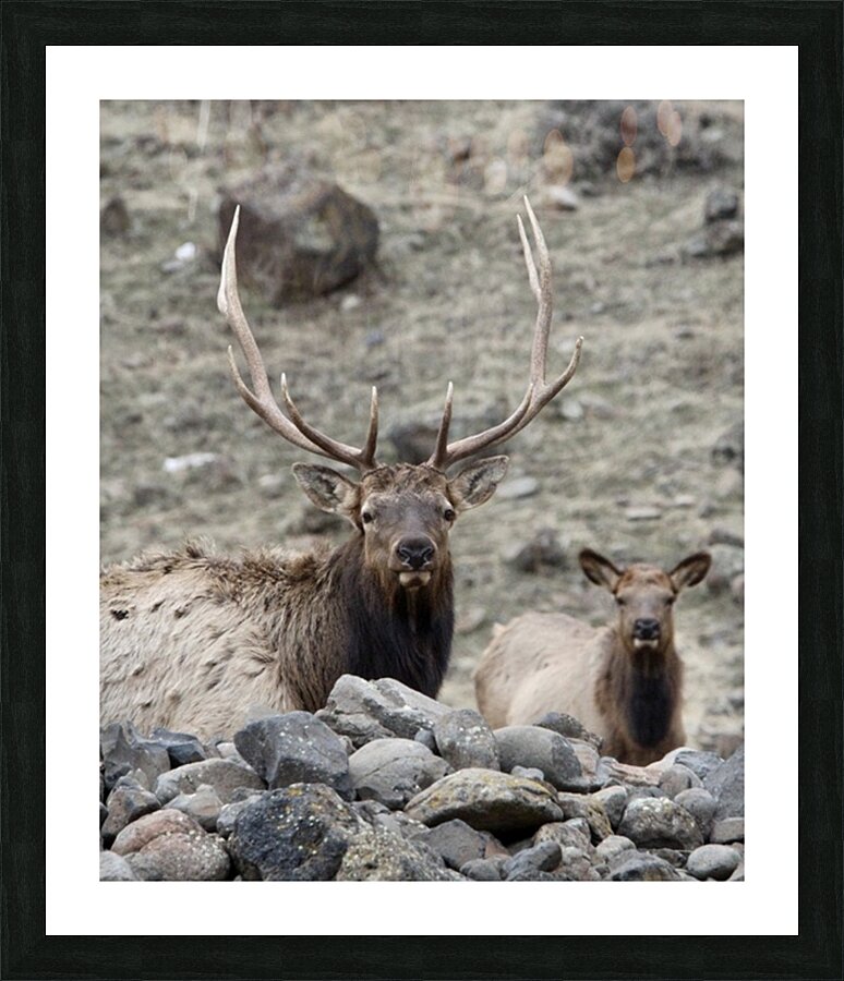 78E1B13B 4BAC 485E 8ACA 930D51ADAB08 1 105 c Picture Frame print