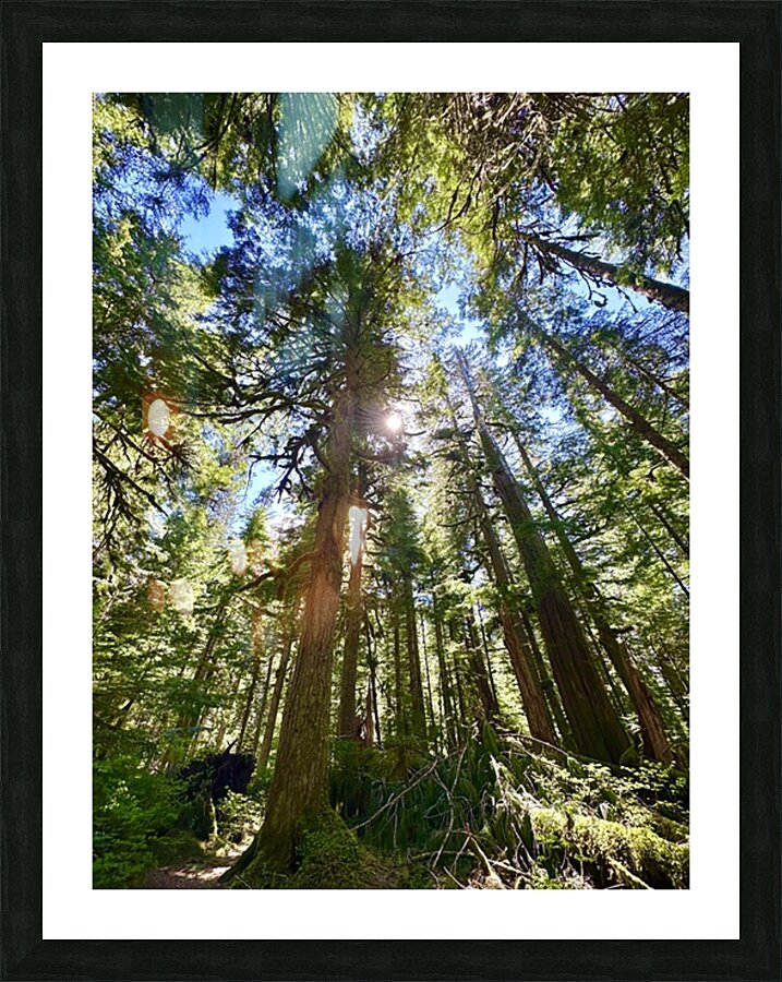 Tall Tall Trees Picture Frame print