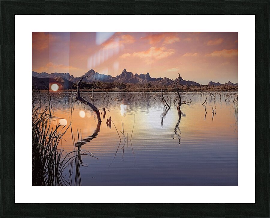 Catfish Paradise Picture Frame print