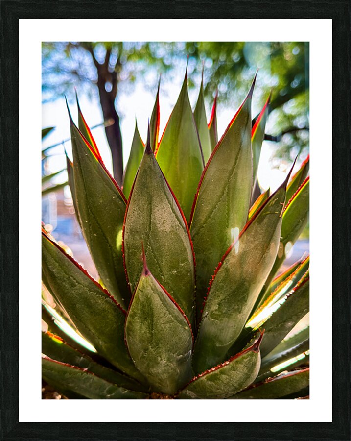 Agave Picture Frame print