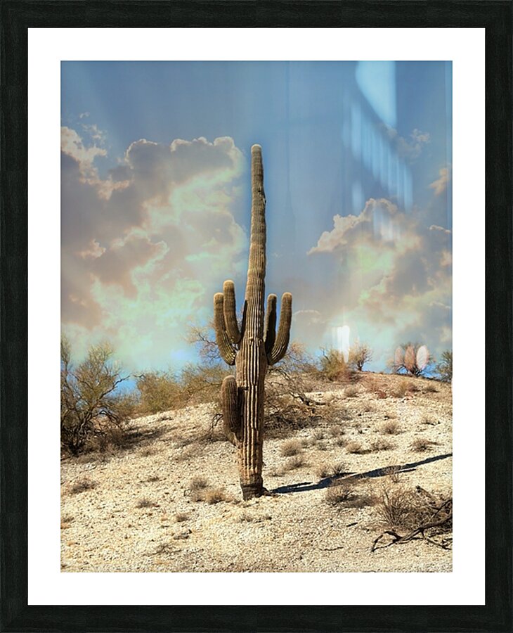 Saguaro Dream Picture Frame print
