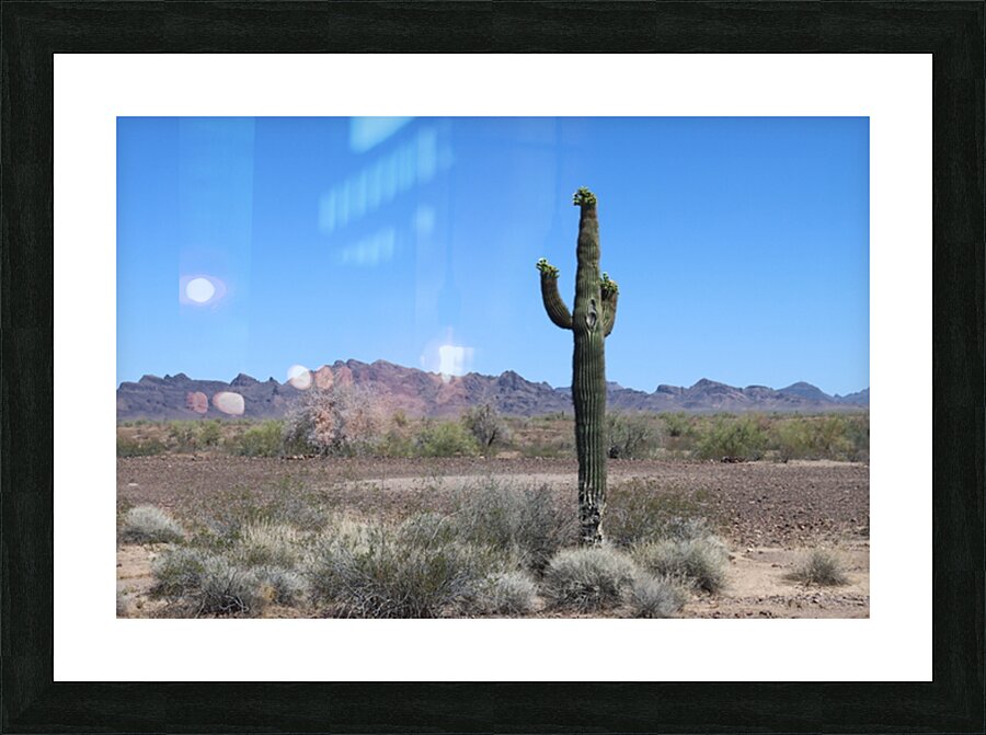 Saguaro desert scene Picture Frame print