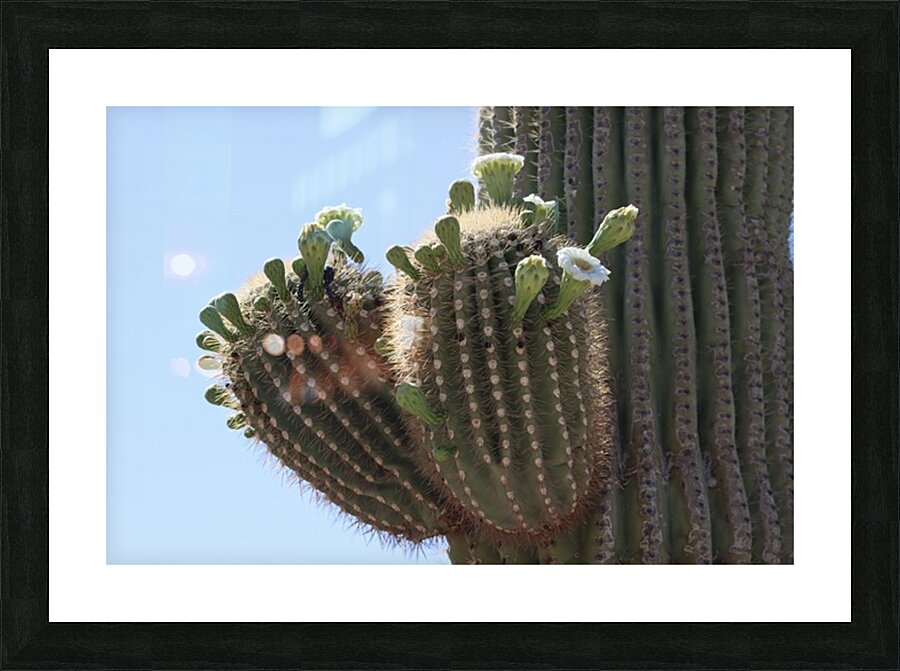 Saguaro blooms x 2 Picture Frame print