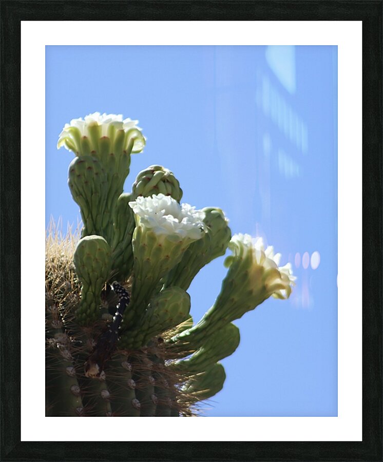 Saguaro Bloom Picture Frame print