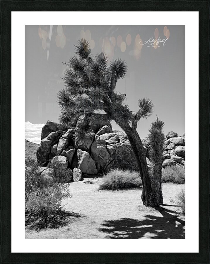 Joshua Tree Picture Frame print