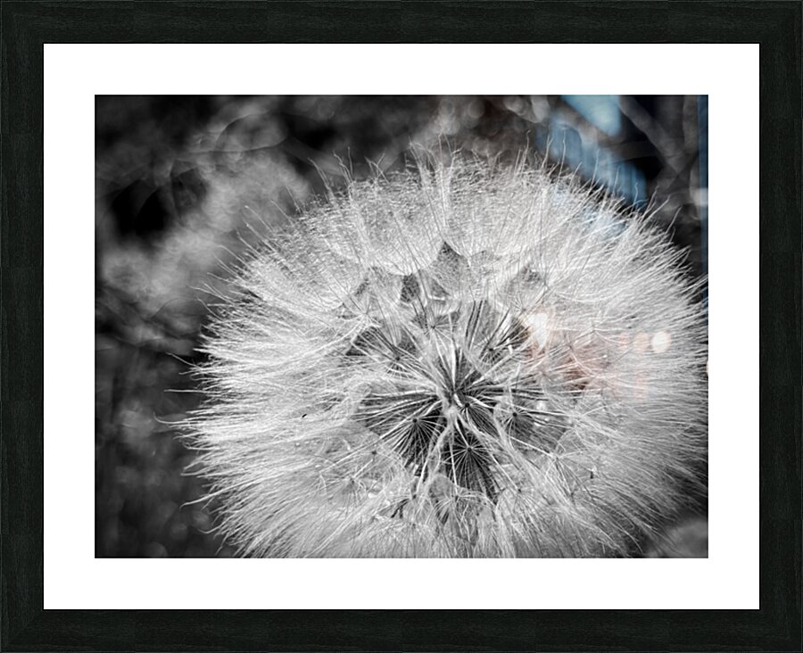 Dandelion Picture Frame print