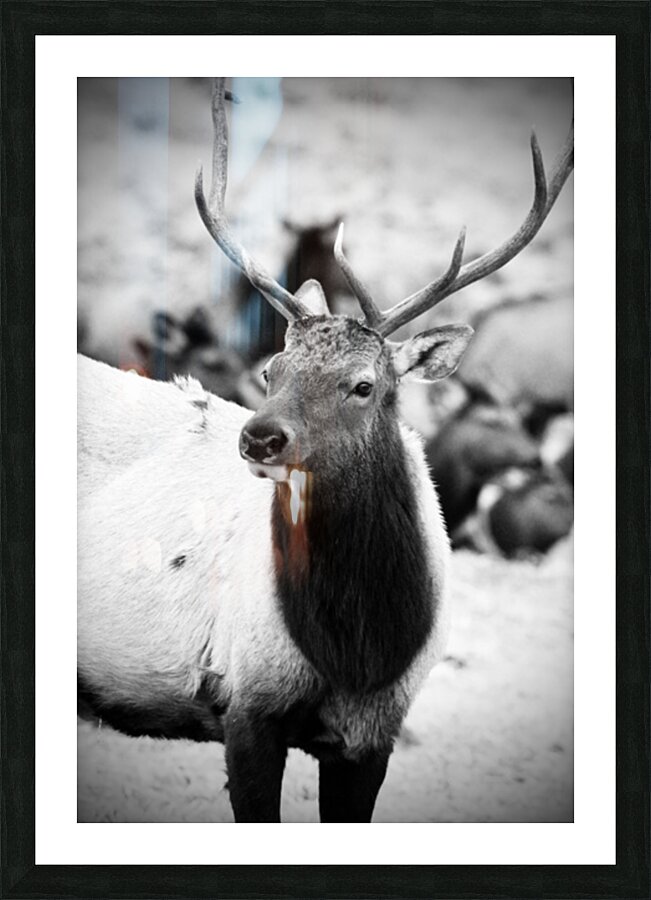 Elk Picture Frame print