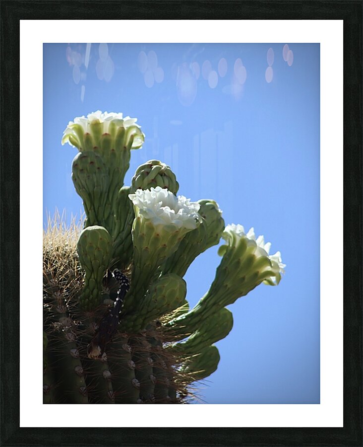 Saguaro Blossom Picture Frame print